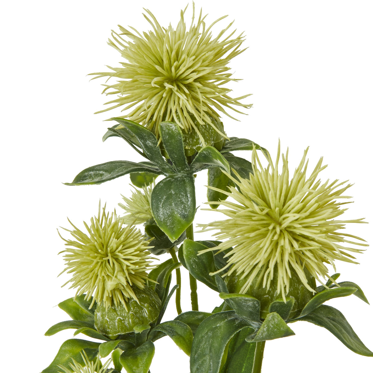 Close-up of pale yellow-green spiky heads above layered green foliage, showing narrow radiating points and pale mottling on the leaves.