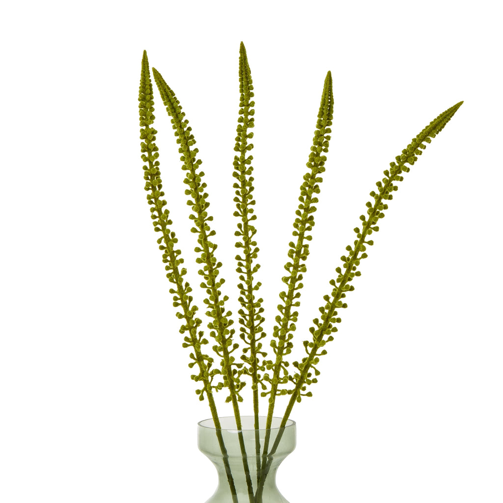 Five green tapering flower spikes fanned out in a translucent green vase against a white background.