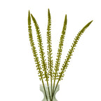 Five green tapering flower spikes fanned out in a translucent green vase against a white background.