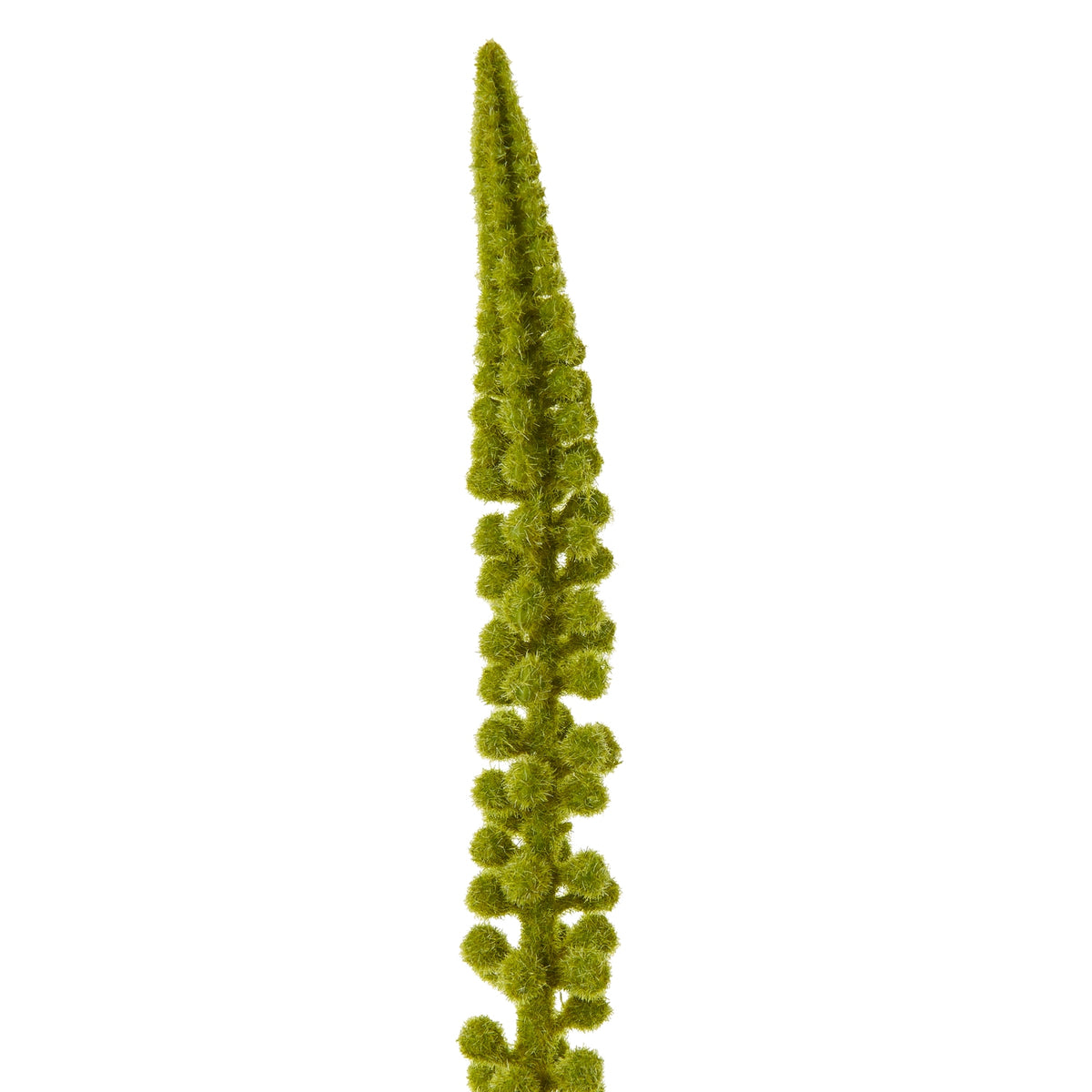 Close-up of the green flower spike showing fuzzy rounded florets clustered beneath its pointed tip.