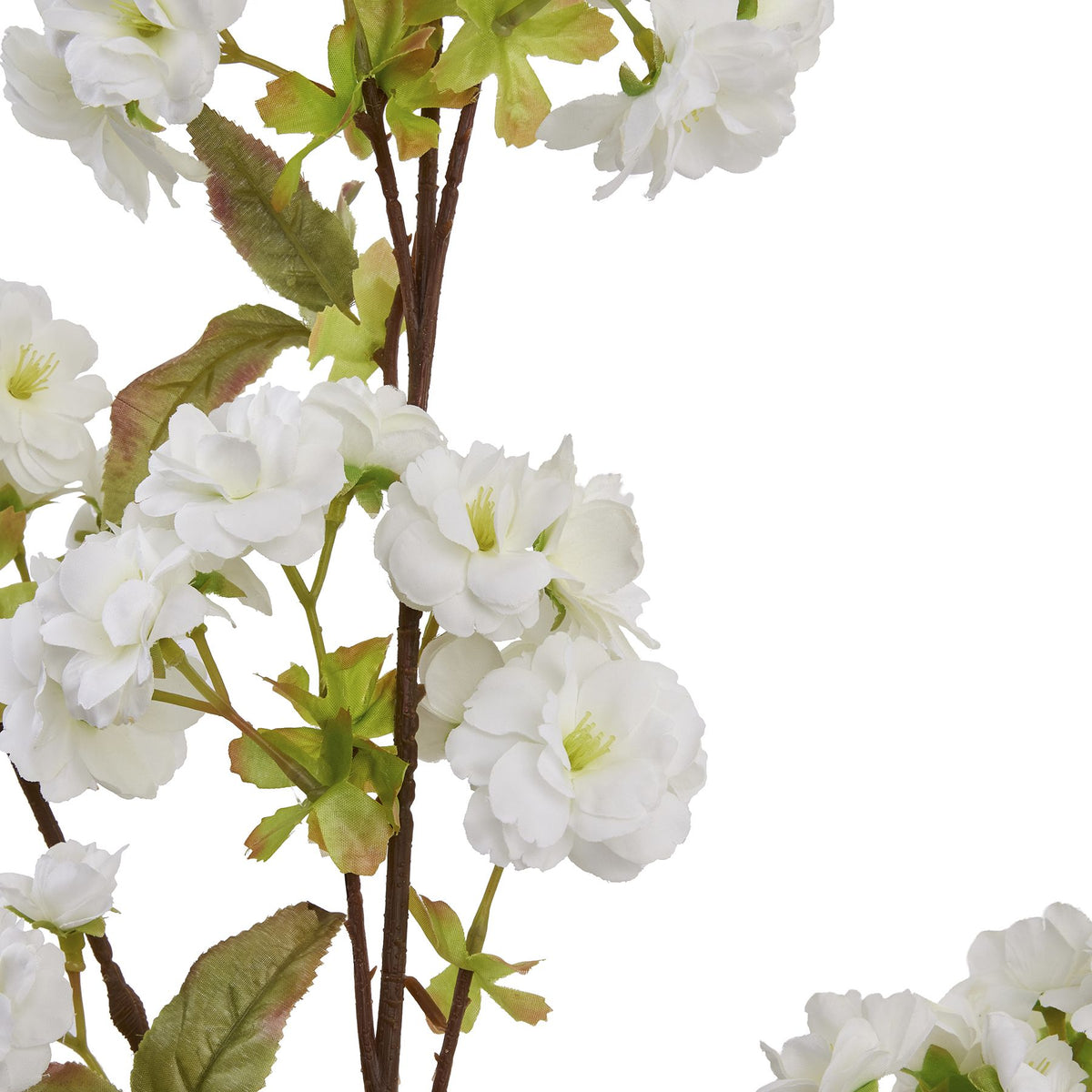 Close-up of layered white blossoms with pale green centres beside brown branches and green leaves with brown-tinted edges.