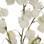 Close view of overlapping white lantern shapes with fine surface texture and pale cream shading beside olive-green stems.