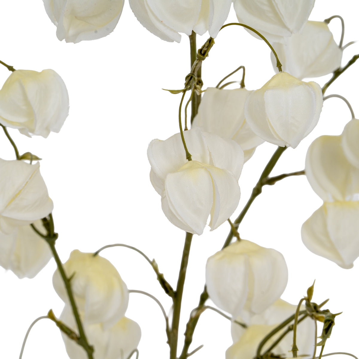 Close view of overlapping white lantern shapes with fine surface texture and pale cream shading beside olive-green stems.