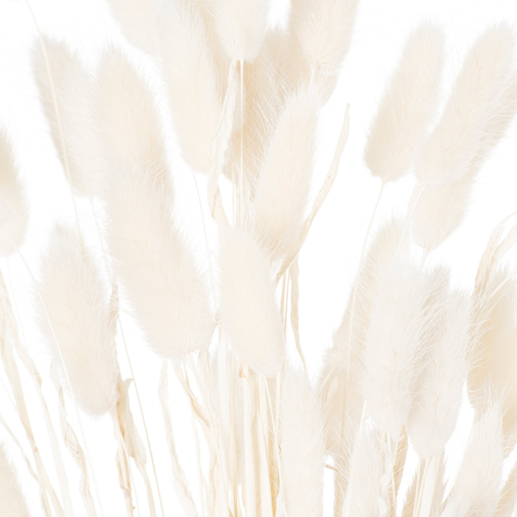Close-up of ivory plume heads showing fine feathery edges and pale stems between them.