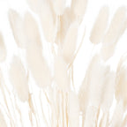 Close-up of ivory plume heads showing fine feathery edges and pale stems between them.
