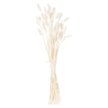 Full tied bunch of pale slender stems topped with white and ivory oval plumes against a white background.