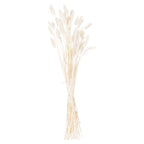 Full tied bunch of pale slender stems topped with white and ivory oval plumes against a white background.