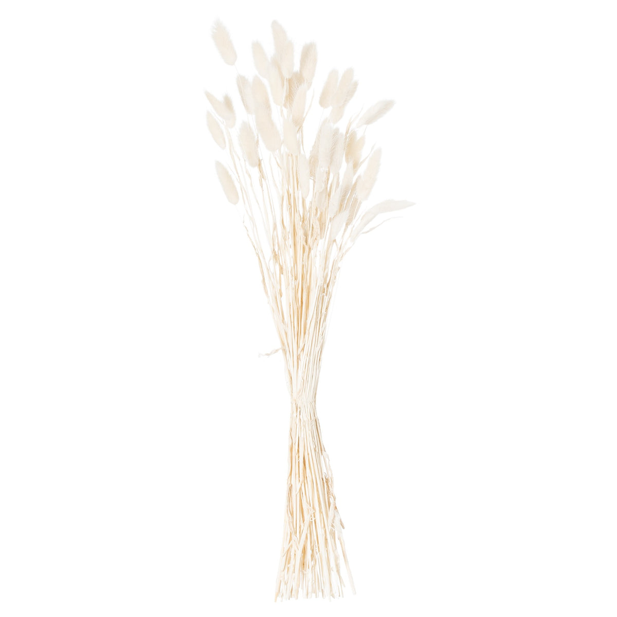 Full tied bunch of pale slender stems topped with white and ivory oval plumes against a white background.