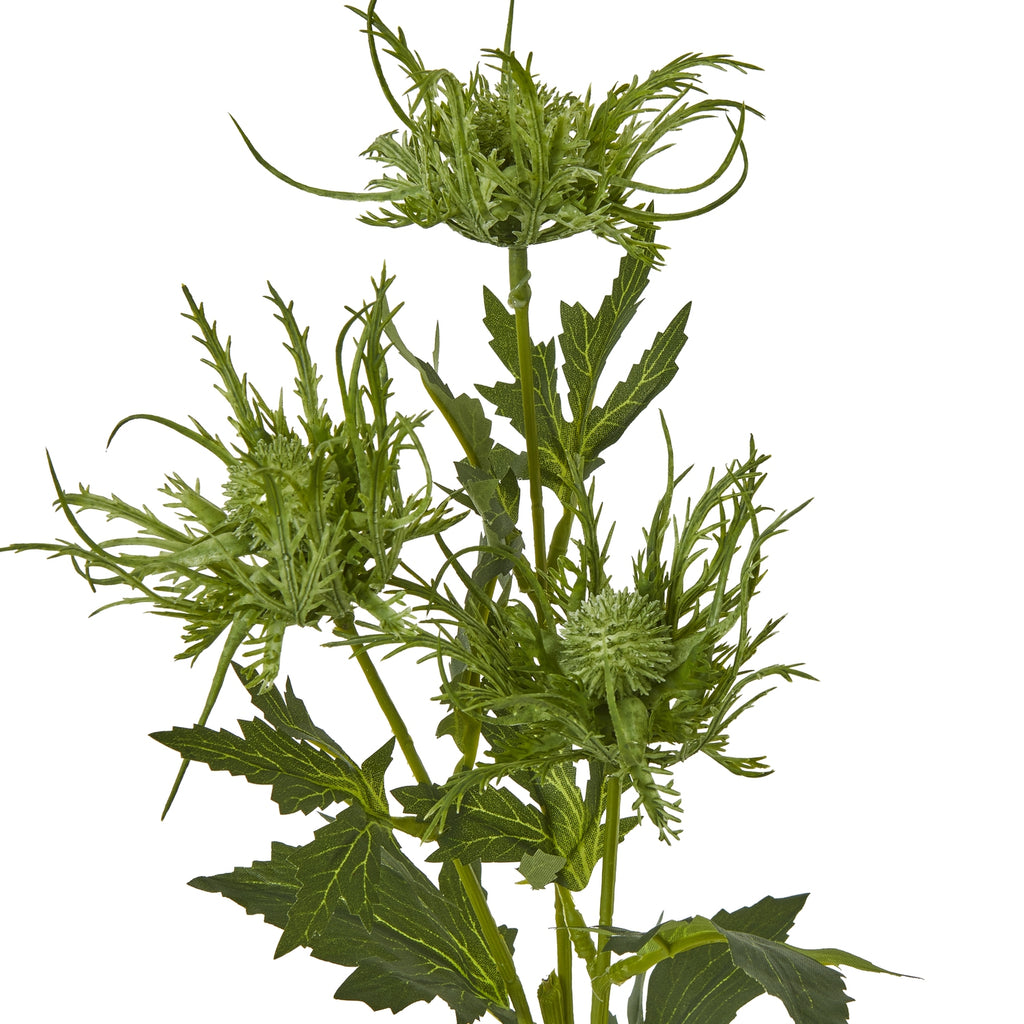 Close-up of three green botanical heads with small rounded centres surrounded by fine curved points, beside serrated leaves with pale veins.