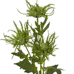 Close-up of three green botanical heads with small rounded centres surrounded by fine curved points, beside serrated leaves with pale veins.