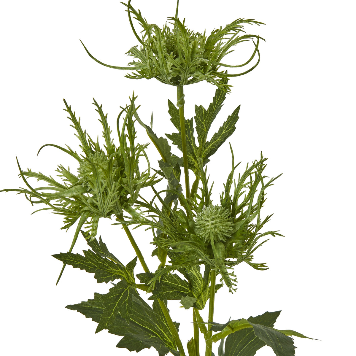 Close-up of three green botanical heads with small rounded centres surrounded by fine curved points, beside serrated leaves with pale veins.