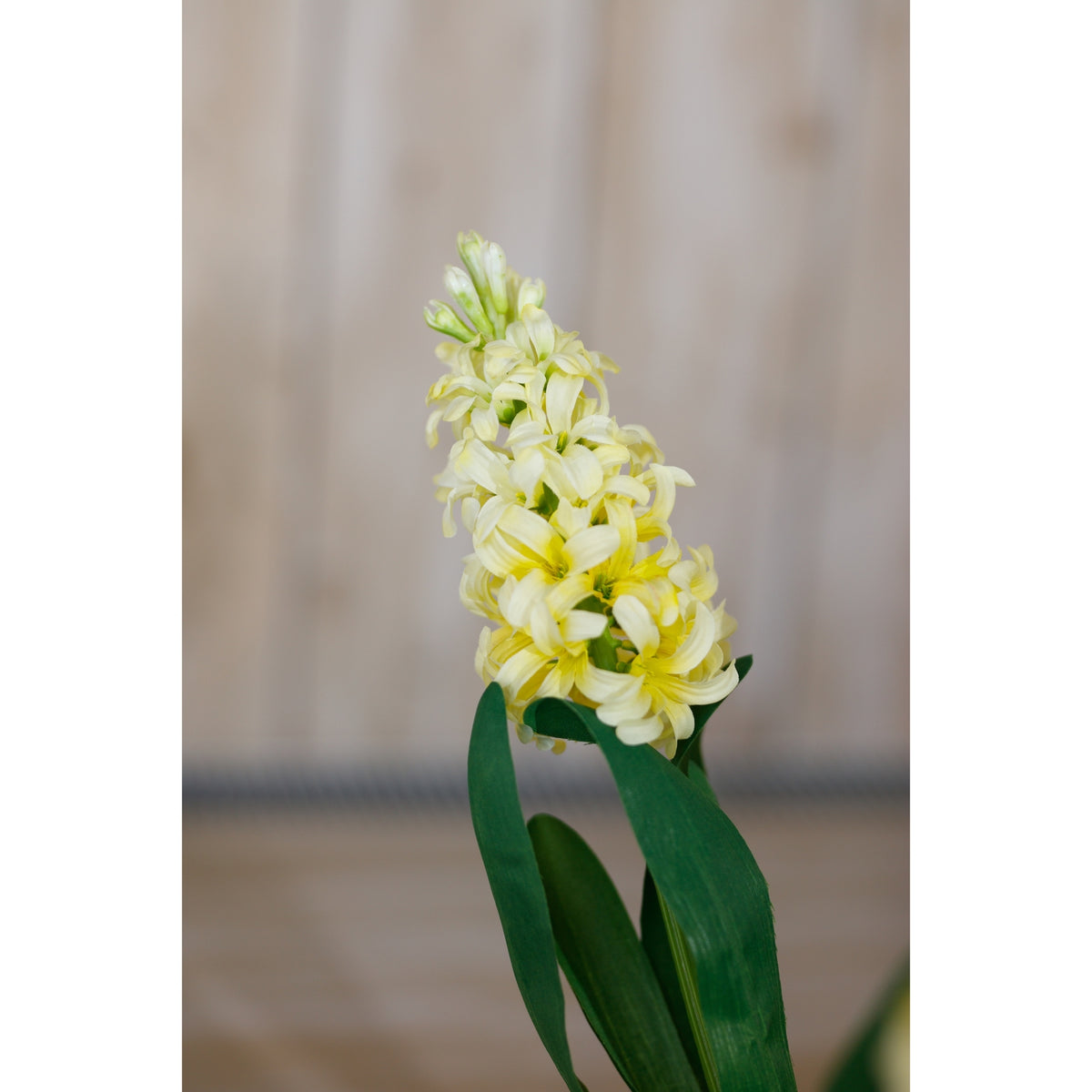 Close view of a pale yellow flower spike and green buds above long green leaves against a softly blurred wooden background.