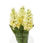 Three pale yellow flower spikes grouped with broad green leaves in a clear rounded vase against a white background.