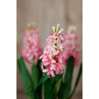 Close-up of the front pink flower spike and pale buds in a styled arrangement, with green leaves and two blurred flower spikes behind.