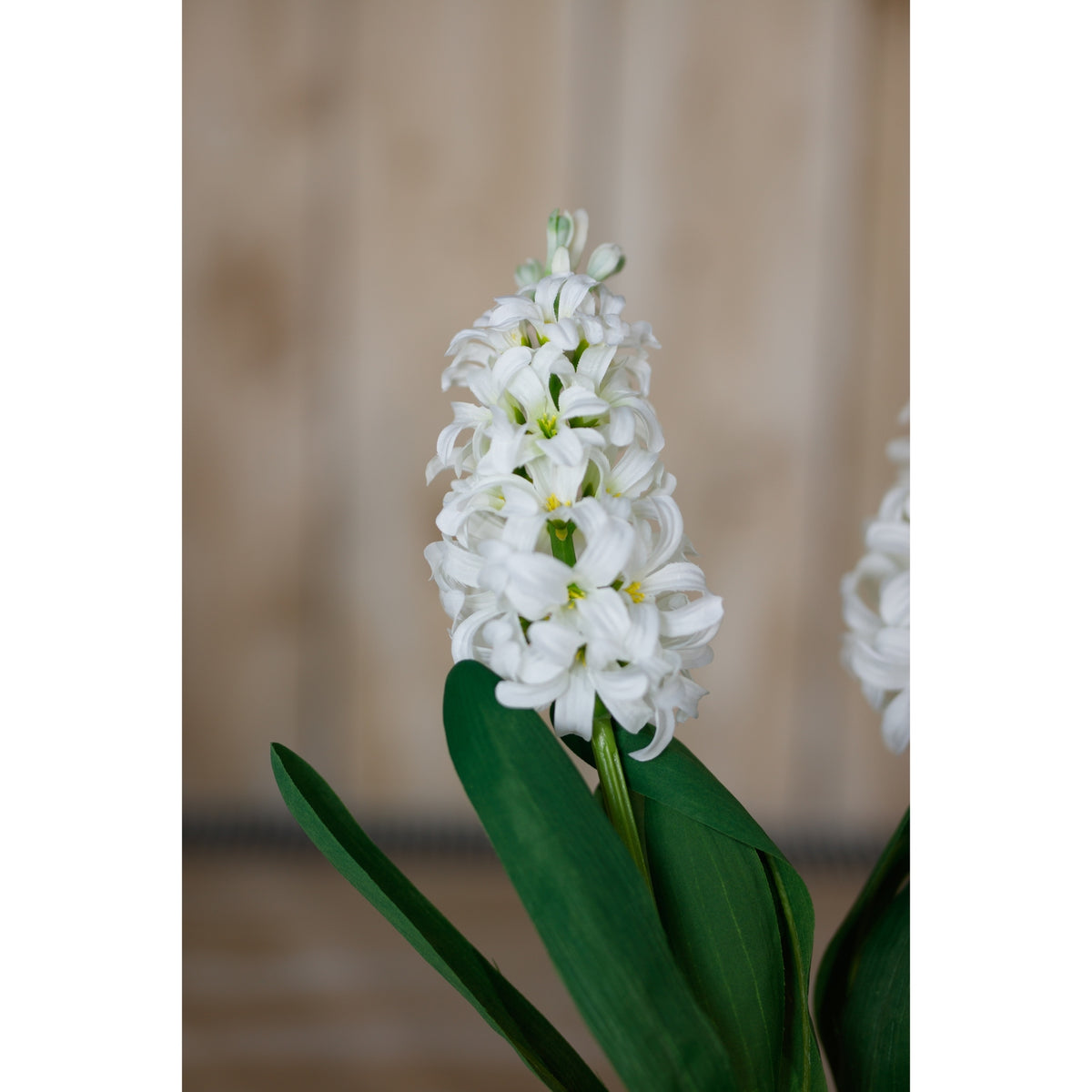 Detail of a white flower spike rising above broad green leaves, with a second spike partly visible at the right against a blurred wooden backdrop.