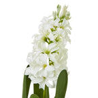 Close-up of curved white petals clustered along the flower spike, with pale green buds at the top and green leaves below.