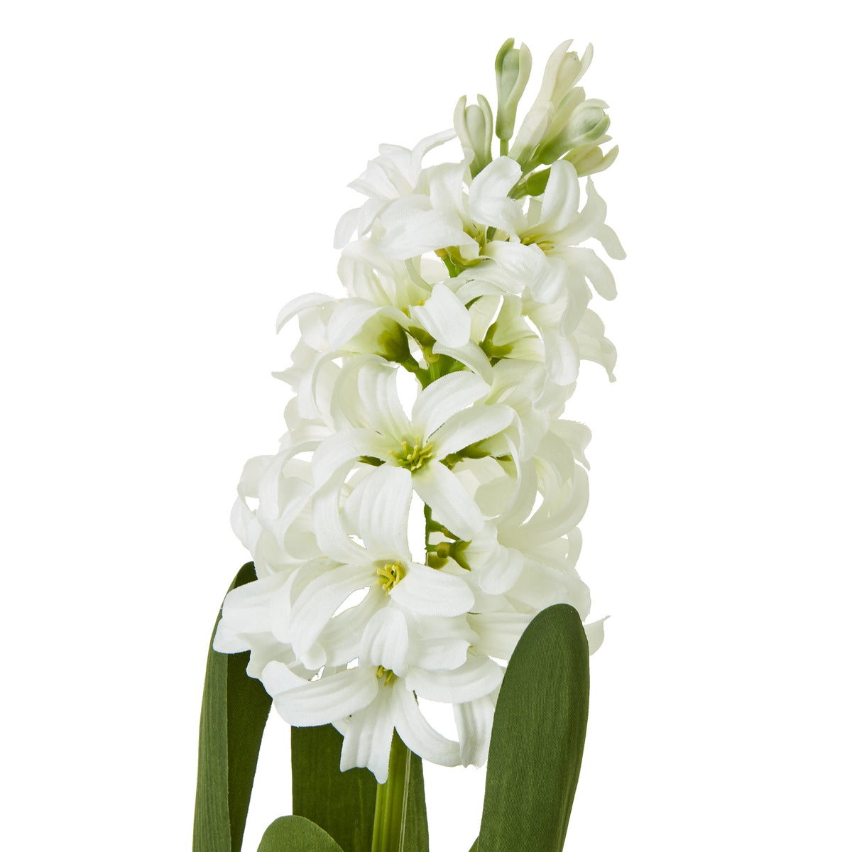 Close-up of curved white petals clustered along the flower spike, with pale green buds at the top and green leaves below.