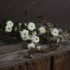 Close view of layered white flowers with yellow centres, small buds and serrated green leaves resting on weathered wood.