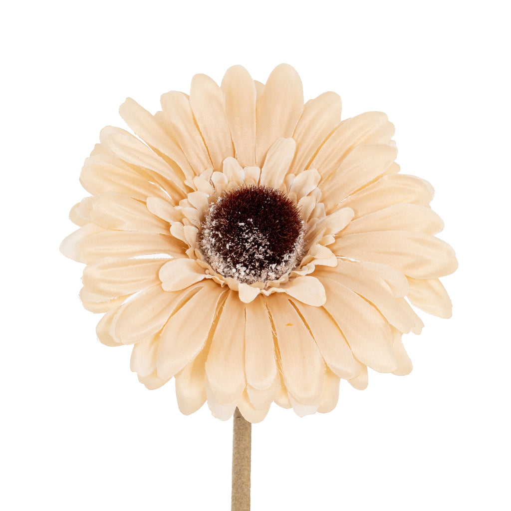 Close-up of overlapping cream ray petals and smaller inner petals surrounding the textured dark round centre.