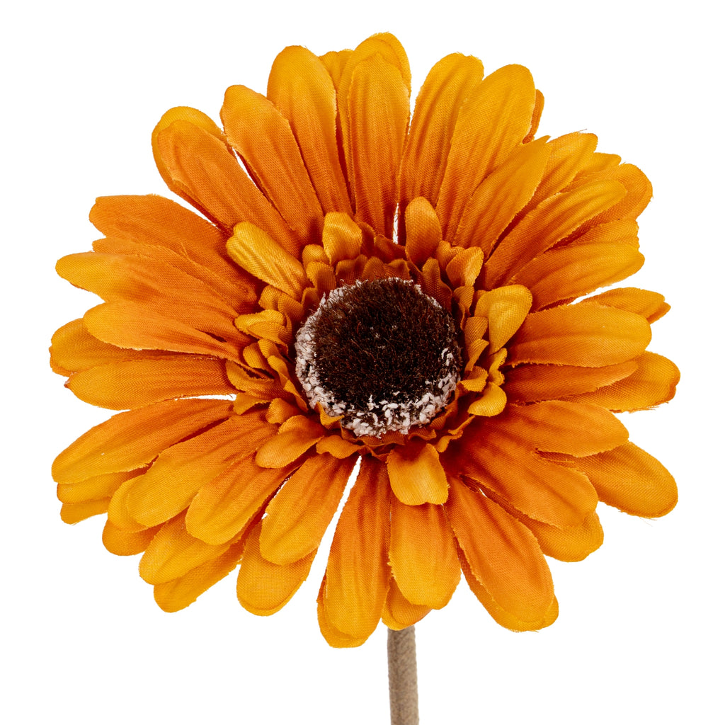 Close-up of the golden-orange flower head, showing overlapping textured petals around a dark round centre with a pale speckled edge.