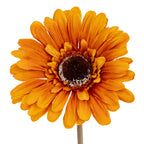 Close-up of the golden-orange flower head, showing overlapping textured petals around a dark round centre with a pale speckled edge.