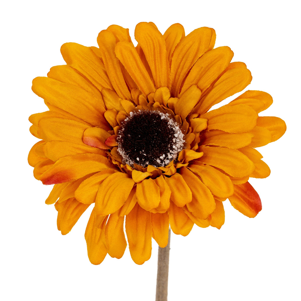 Close-up of overlapping orange ray petals around a textured dark round centre edged with pale flecks.