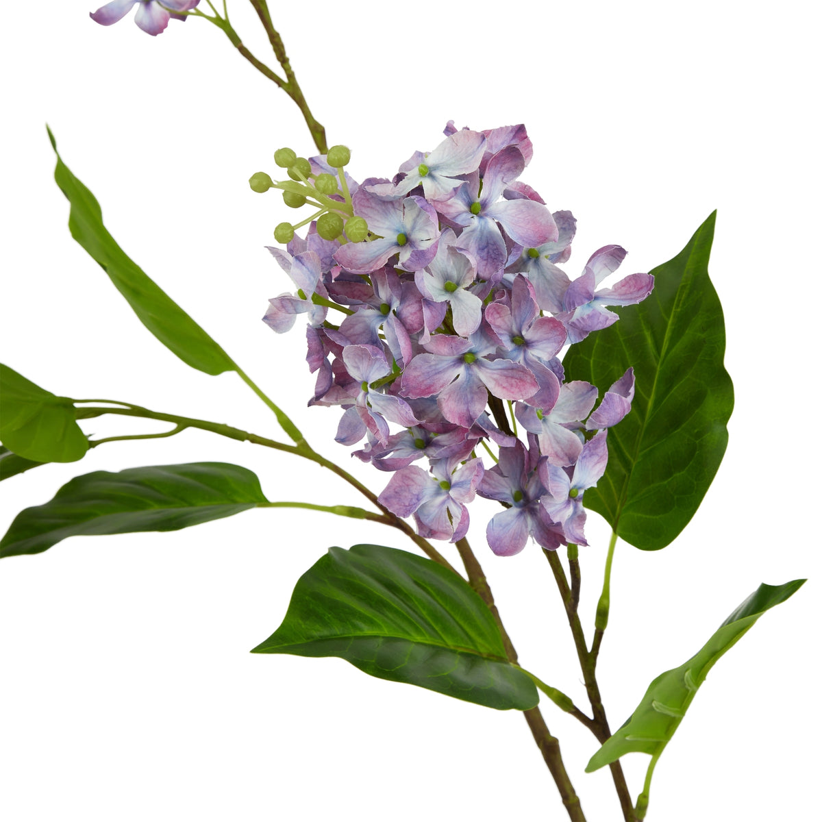 Close-up of purple-lilac florets with pale centres, small green buds and broad veined leaves around the brown branches.
