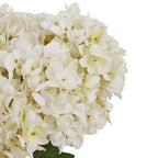 Close-up of overlapping white petals with finely textured surfaces and pale yellow-green centres, with part of a green leaf below.