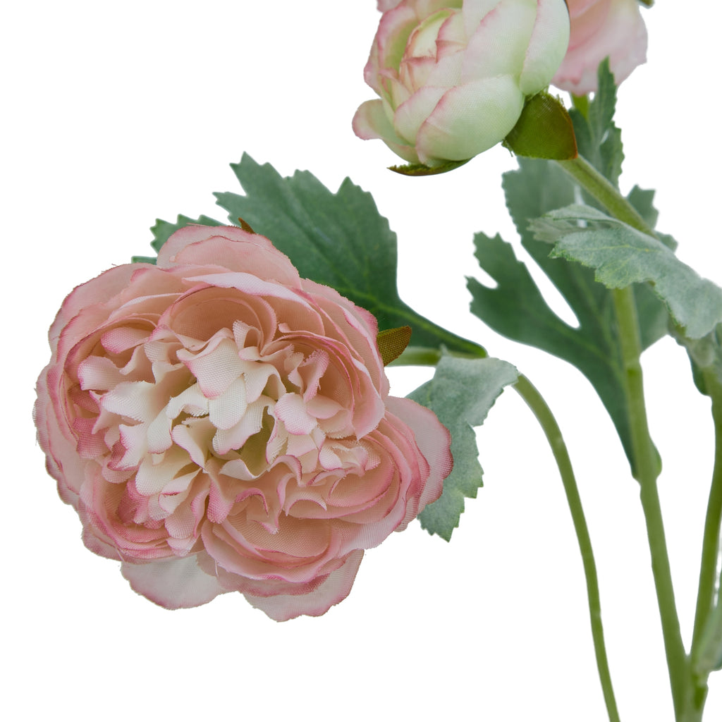 Close-up of a layered pink and cream bloom with curled central petals, a rounded bud above and lobed green leaves behind.