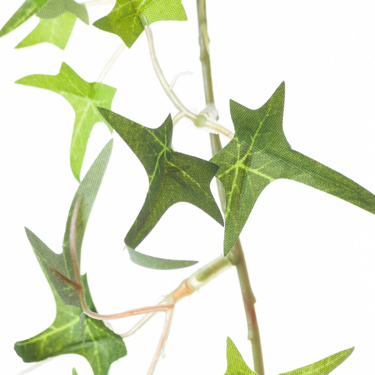 Close-up of lobed green ivy leaves with pale vein markings and fine surface texture beside slender vines and translucent tendrils.