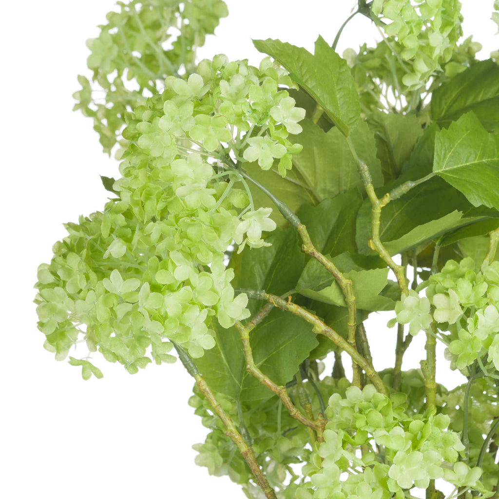 Close-up of pale-green viburnum florets, broad serrated leaves with visible veins and intersecting green-brown branches.