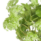Close-up of pale-green viburnum florets, broad serrated leaves with visible veins and intersecting green-brown branches.