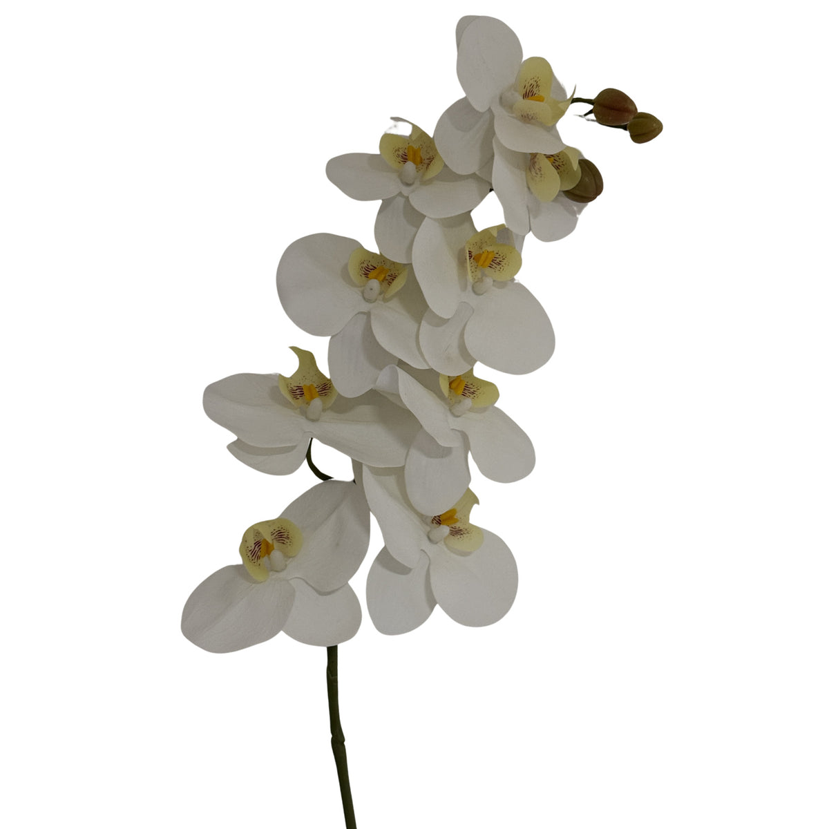 Closer view of the upper flower spray, showing overlapping broad white petals, pale yellow marked throats and buds at the tip.