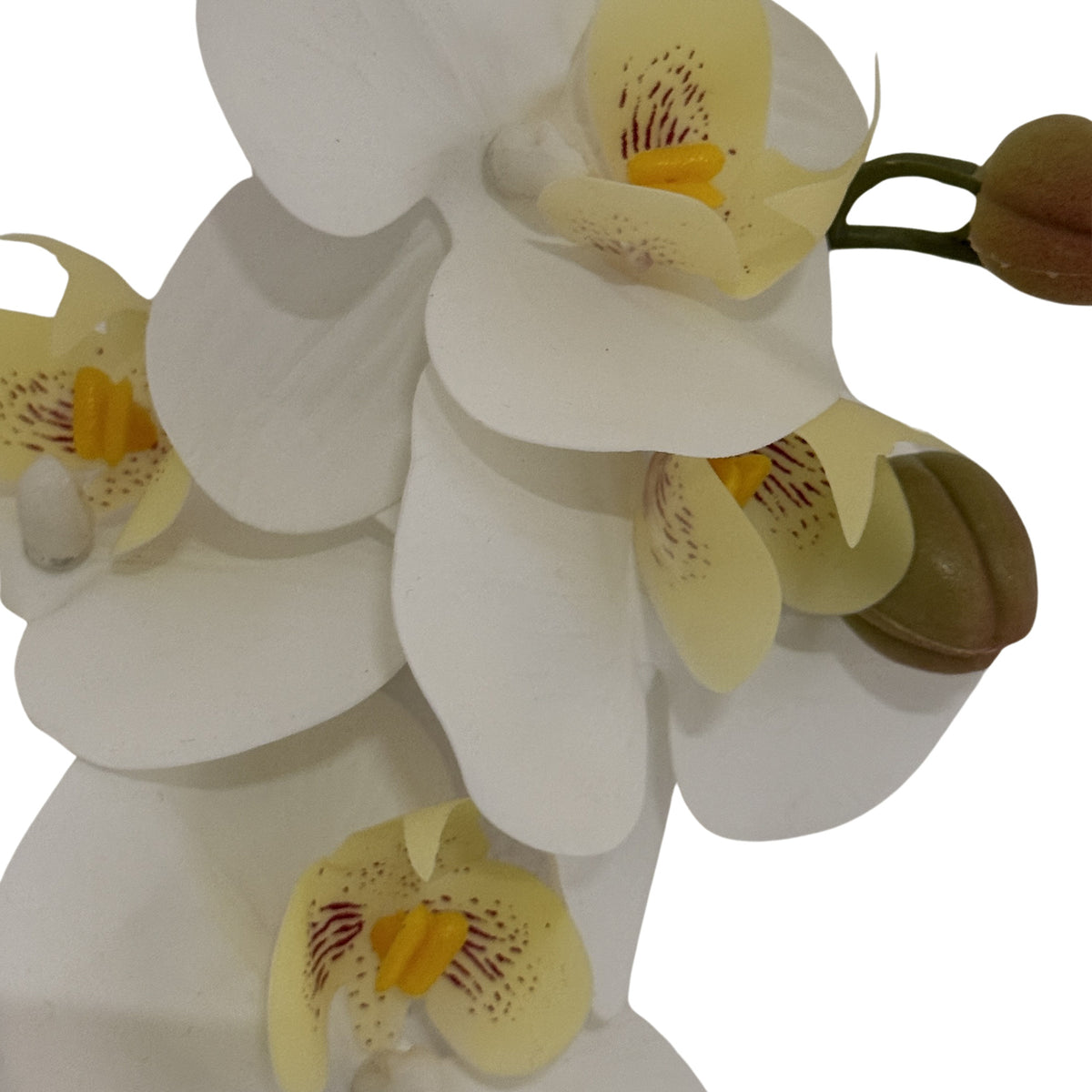 Close-up of white flower petals surrounding pale yellow throats with red-brown lines and speckles, beside olive-brown buds.
