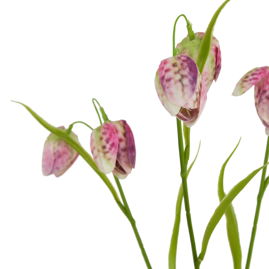 Close-up of mottled pink, purple and cream bell-shaped blooms with overlapping petals, pale green bases and slender green foliage.