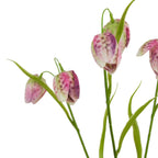 Close-up of mottled pink, purple and cream bell-shaped blooms with overlapping petals, pale green bases and slender green foliage.