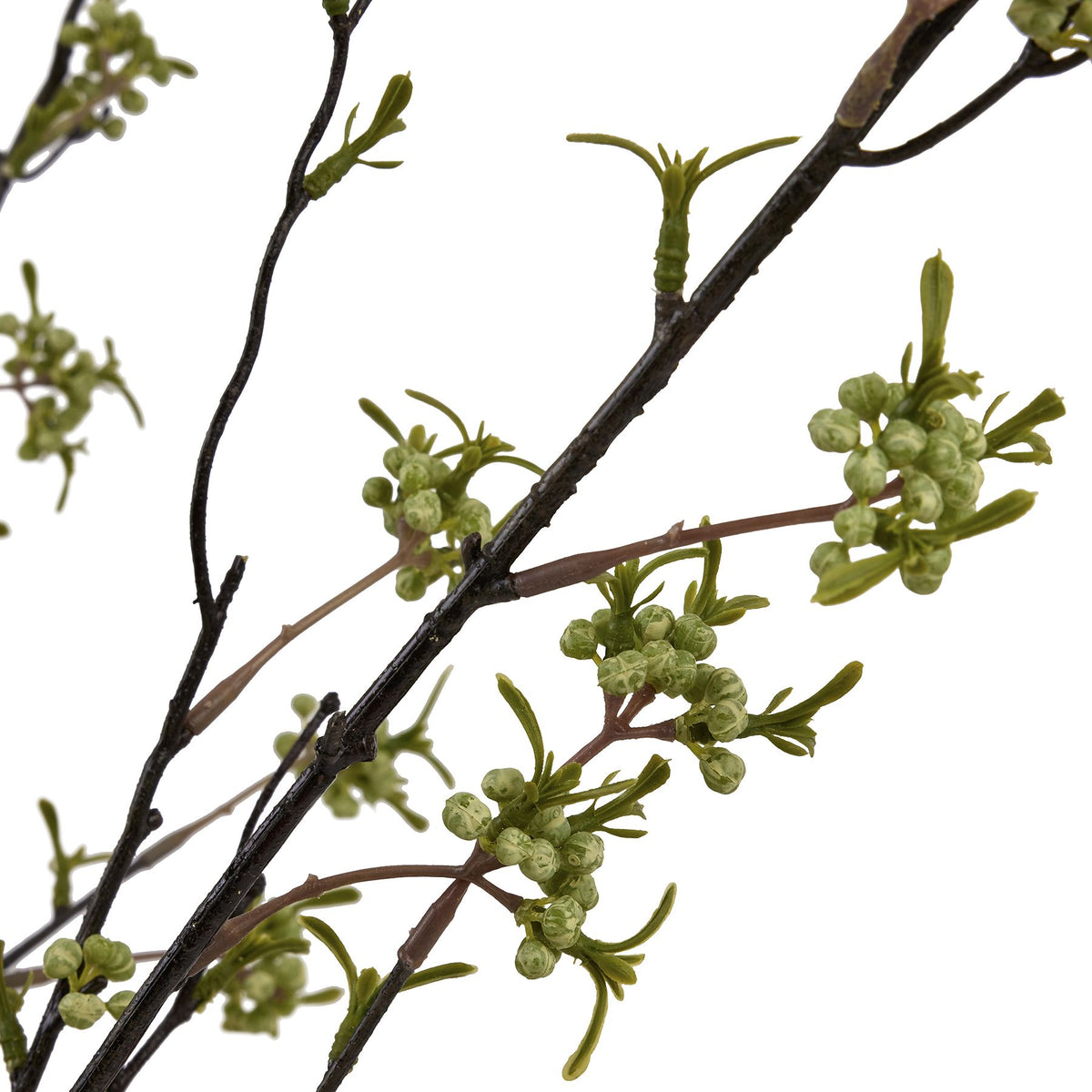 Close-up of mottled pale-green berries and narrow leaves on reddish-brown offshoots beside dark twig-like branches.