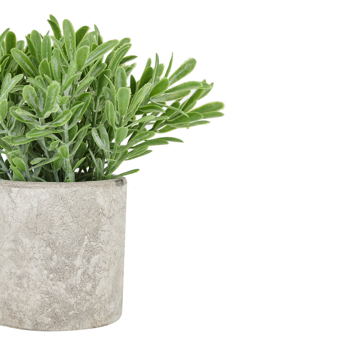 Close-up of narrow green leaves with pale textured edges and the mottled surface and rim of the grey-beige pot.