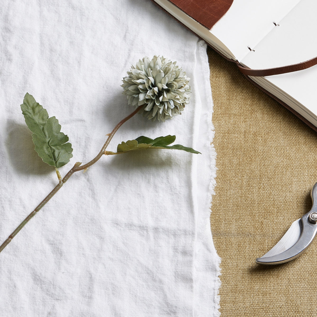 Close view of the layered pale green-blue flower head and green leaves laid diagonally on white cloth, beside an open notebook and secateurs.