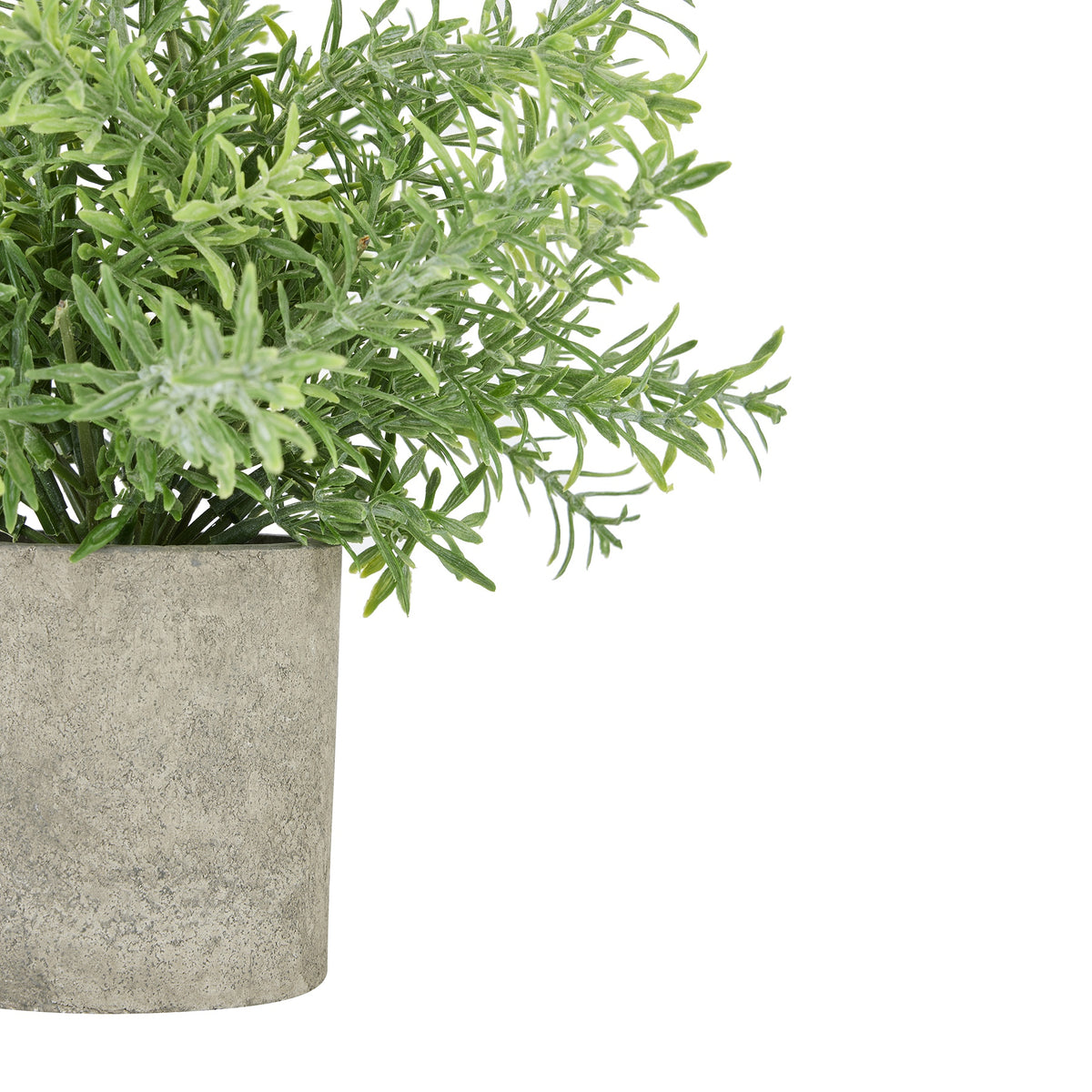 Close-up of needle-like green foliage extending over the rim of the grey pot, showing its mottled stone-effect surface.