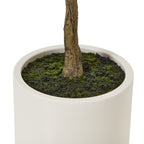 Close-up of the brown trunk base set in dark granular dressing with green moss-like fibres inside the smooth off-white pot.