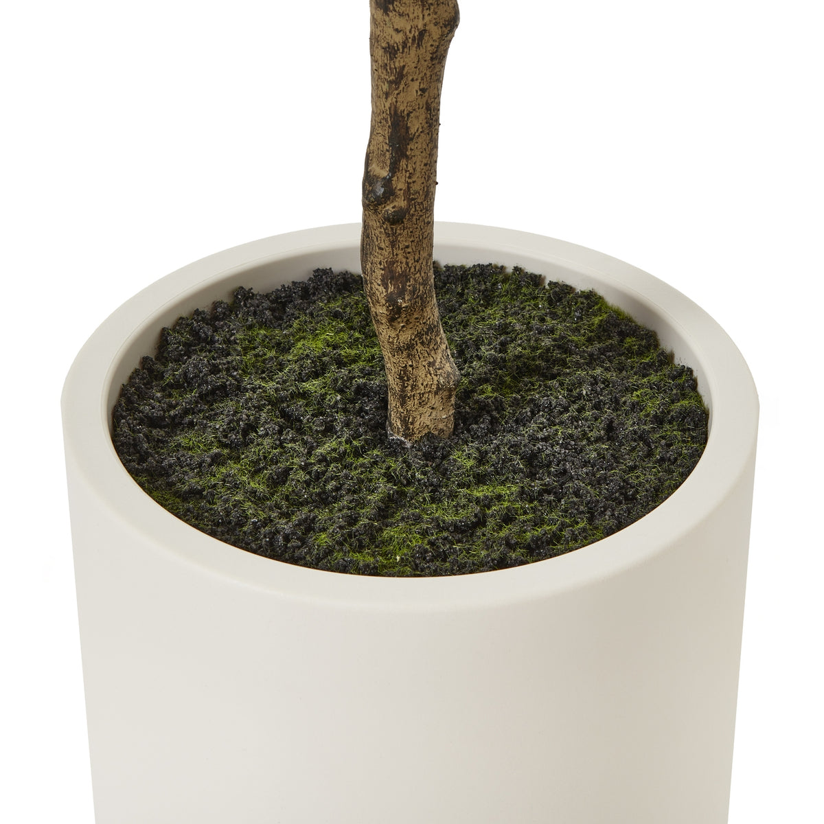 Detail of the textured brown trunk emerging from dark ground dressing with green moss-like strands inside the white pot.