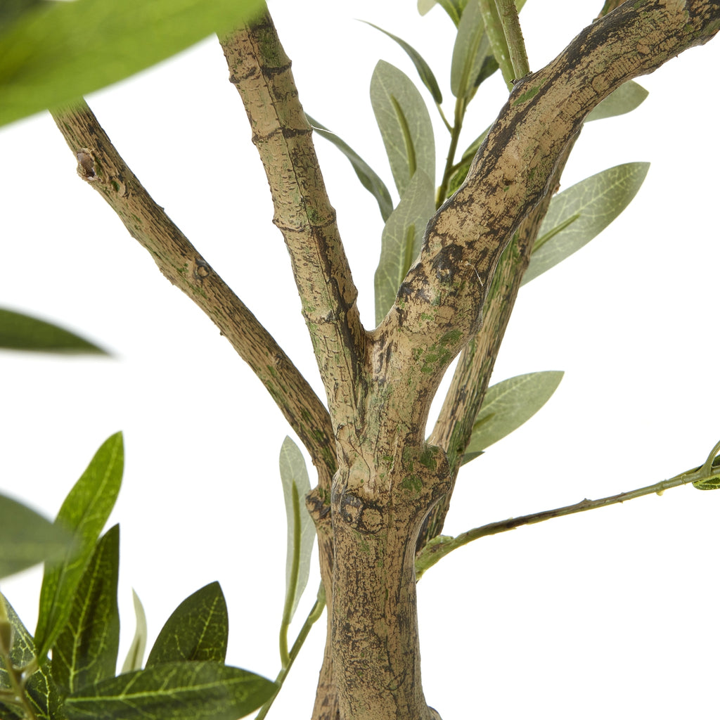 Close-up of the knotted brown trunk dividing into branches, with mottled bark-like markings and green leaves behind.