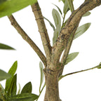 Close-up of the knotted brown trunk dividing into branches, with mottled bark-like markings and green leaves behind.