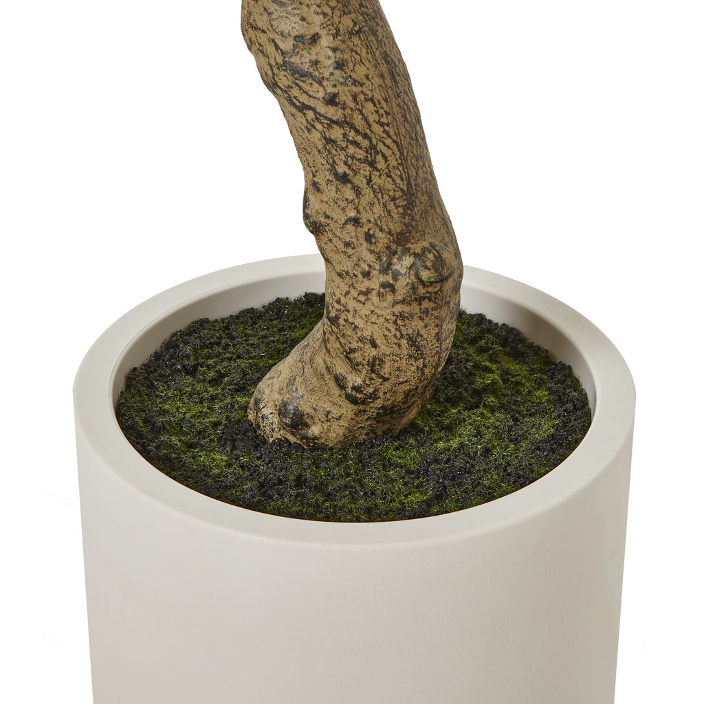 Curved lower trunk emerging from dark moss-like ground dressing inside the rim of a white cylindrical pot.