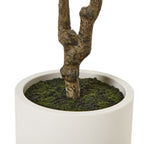 Close-up of the knotted lower trunk and dark moss-like ground dressing inside the white pot.