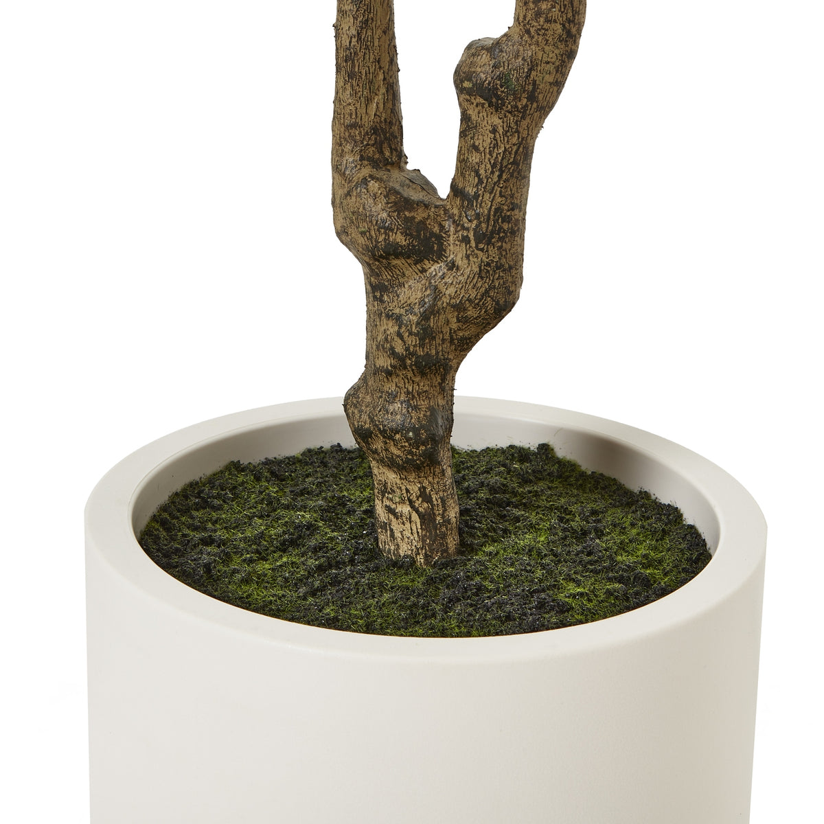 Close-up of the knotted lower trunk and dark moss-like ground dressing inside the white pot.