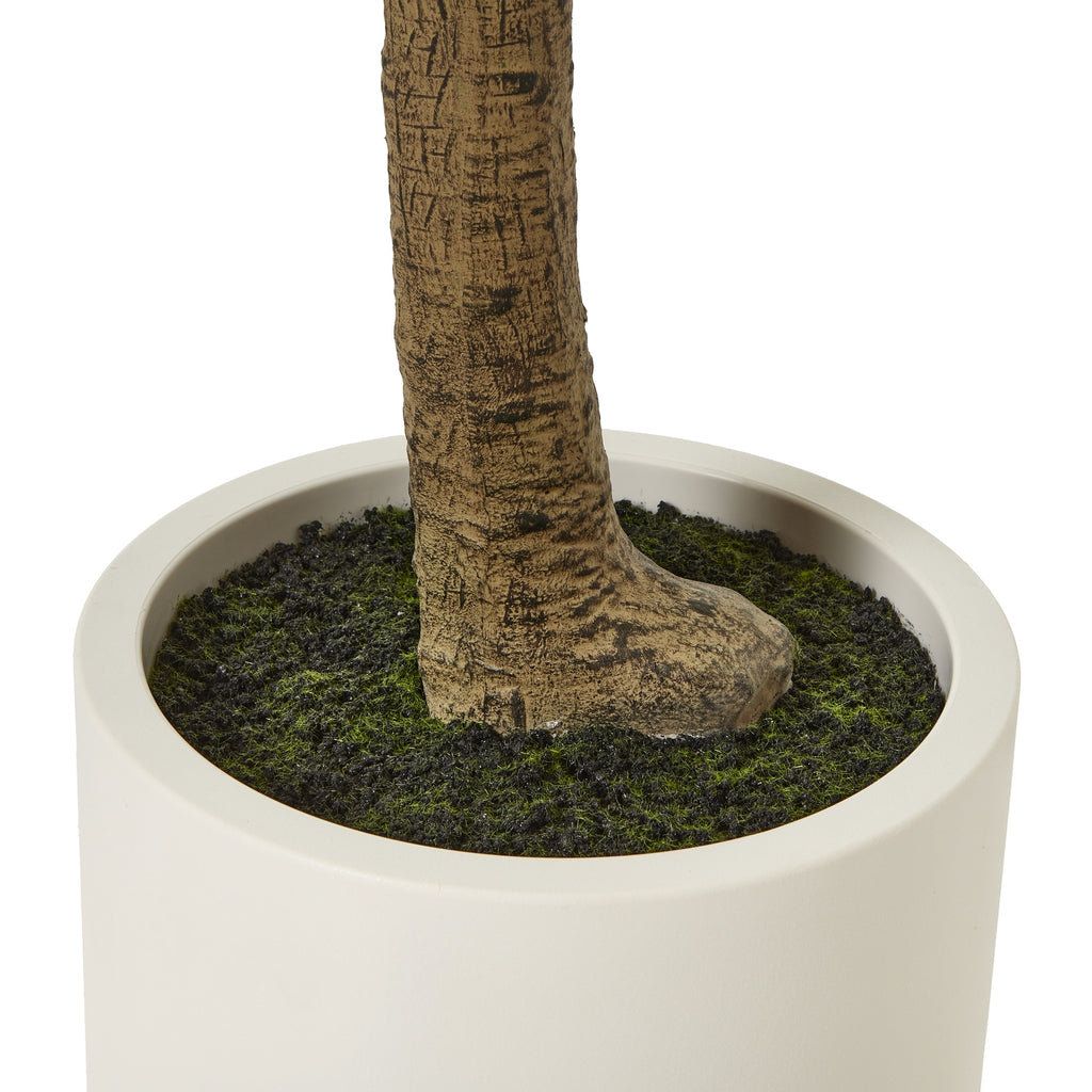 Close-up of the trunk base surrounded by dark moss-like dressing inside the white cylindrical pot.