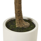 Close-up of the trunk base surrounded by dark moss-like dressing inside the white cylindrical pot.