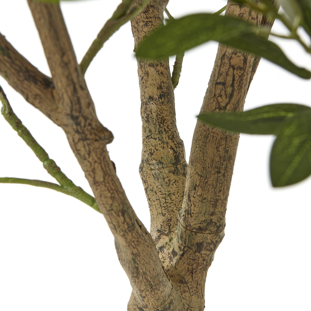 Detail of the branching brown trunk with dark bark-like markings and green leaves crossing the foreground.